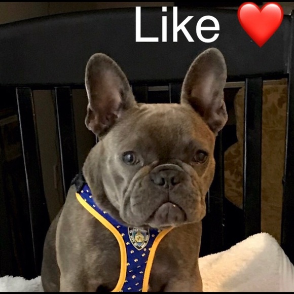 Sustainable Frenchie French Bulldog Eco Luxury Gucci Girl LVMH Follow Chanel - Picture 4 of 11